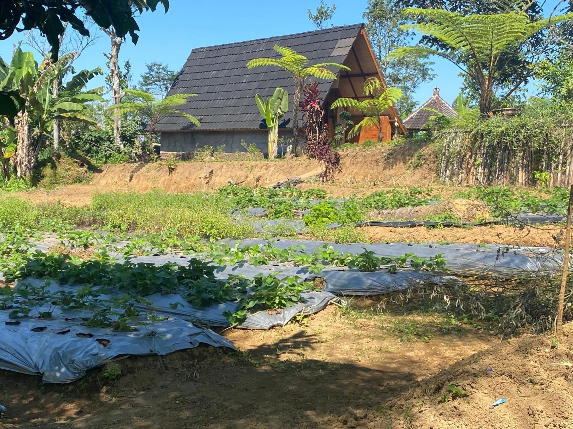 Lembah Cinta Mayungan Baturiti Luaran gambar